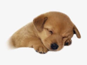 Cute Sleeping Puppy - Short Hair Cute Dogs