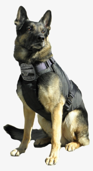 All K-9 Police Dogs Must Have A Vest - Police Dog Png