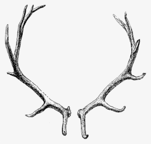 Graphic Free Library Subhelic - Transparent Background Antler Clip Art