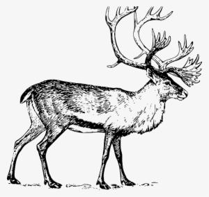 large, drawing, walking, animal, antlers, caribou - caribou clip art