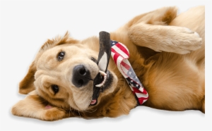 A Happy Golden Retriever With An American Flag Hankerchief - Dog Holding American Flag Png