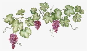 Grape Vine Png - Grape Vine Transparent