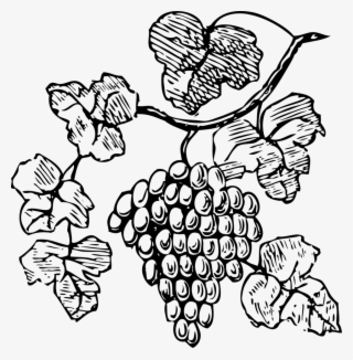 Common Grape Vine Red Wine Drawing - Grapes Clipart