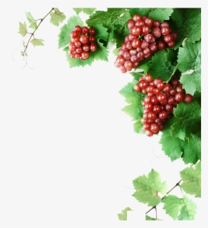 Cabernet Franc Wine Grape Vine Clip Art - Grape