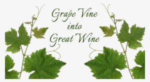 The Lush, Tendrilling Grapevine Has A Long, Rich History, - Vitis