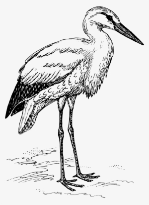 Vector Royalty Free Stock Heron Drawing Line - Stork Bird Clipart