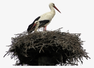 Download - Bird In Nest Transparent