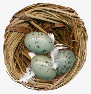 Nest Png Image Hd - Portable Network Graphics