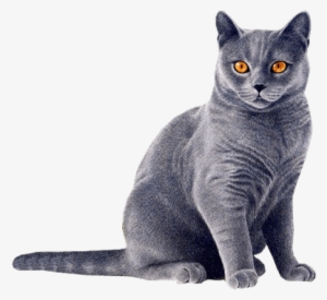 Cat Blue - Cat Png