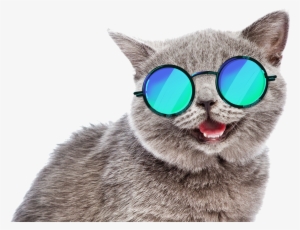 Cat Sticker - Summer Cat Meme