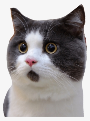 Banye Surprised Cat - Smoking Cat Video Ad
