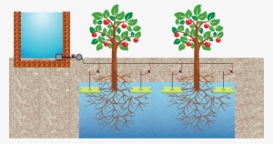 The Buried Diffuser Is A Square Or Rectangular Plastic - Gravity Irrigation For Citrus Trees
