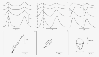 A C) Time Courses Of The Volumes Of The Upper Ribcage,