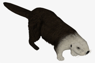 Northern Sea Otter