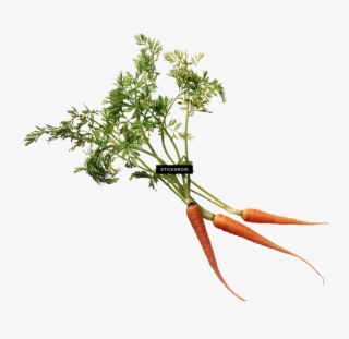 Carrot