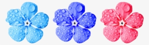 Flower, Forget Me Not, Close Up, Leaves - No Copyright Flower Png