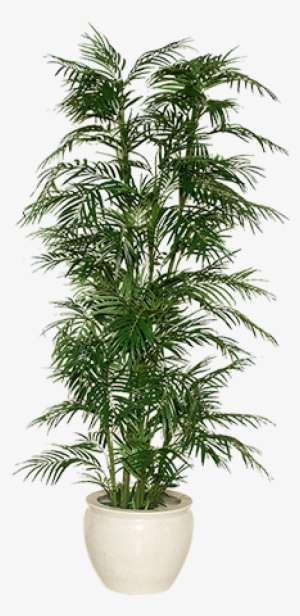 Indoor Plant Png Image Free Download - Houseplant