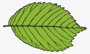 Bi Serrate Leaf Png Clip Art