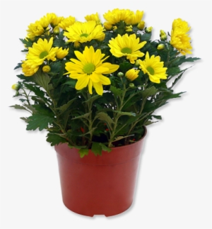 Outdoor Potted Plants Png - Yellow Flower Pot Png