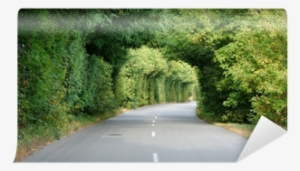 Green Tunnel In The Trees Above Road Wall Mural • Pixers® - Tunnel
