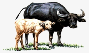 Water Buffalo Cattle Calf You Have Two Cows - Buffalo With Calf Png
