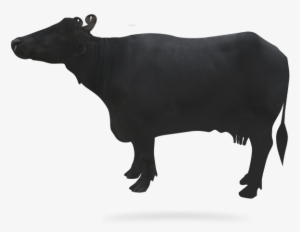 Buffalo-image - Bull