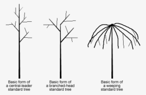 Standard Trees - Palm Tree