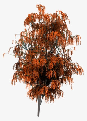 We Have Also Produced A Few Free Samples In Png Image - Tree