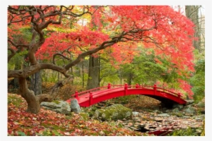 Red - Temas Bridges In Autumn