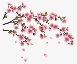 Sakura Png Image Background - Chinese Flowers Png