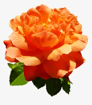Head Of Orange Rose Flower - Orange Rose Png