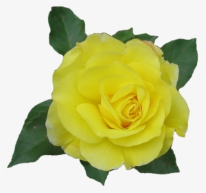 Yellow Rose Flower Free Png Transparent Images Free - Single Yellow Rose Png