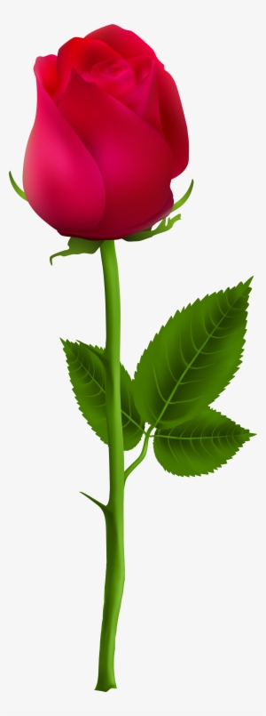 Red Rose Png, Beautiful Rose Flowers, Read Rose, Single - Rose Png For Picsart