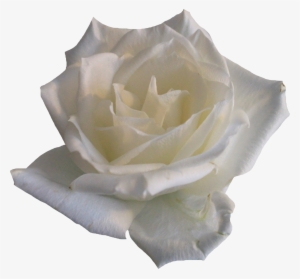 Wide, White Rose, - Transparent Background White Roses Png