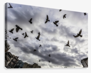 Silhouetted Flock Of Birds Flying Against A Cloudy - Printscapes Wall Art: 36" X 24" Canvas Print With Black