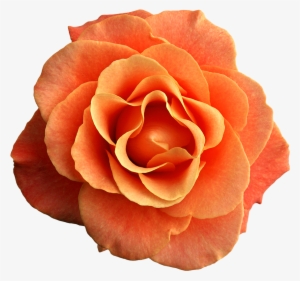 Orange Rose Png Image Gallery Yopriceville High - Blancho Bedding Rose Blossom - Wall Decals Stickers