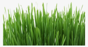 Required Options - Grass Editing Background