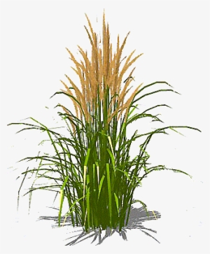 Feather-grass - Grass Texture Single Transparent