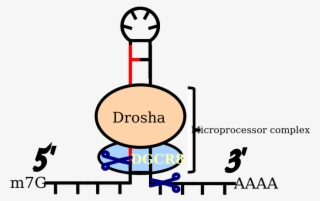 Cleavage By Microprocessor Complex Products Pre-mirna