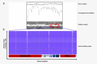 Artemis Coverage And Stack View Of Illumina Miseq Reads