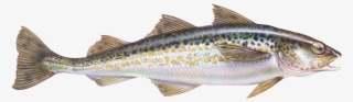 Https - //daks2k3a4ib2z - Cloudfront - 02 Alaska Pollock-500