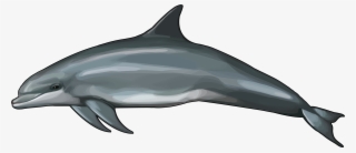delfin png