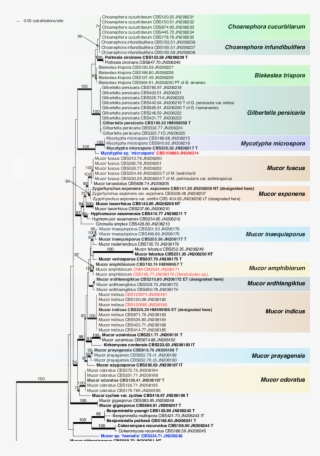 Raxml Phylogram Of The Mucor Amphibiorum Group And