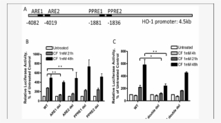 The Ares Mediate Clofibrate Induced Ho 1 Gene Promoter