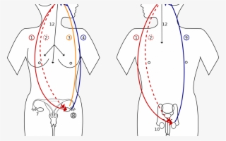 Hormonas Sexuales Y Cerebro
