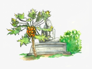 Papaya The Golden Fruit Of The Tropics - Tree Papaya Cartoon
