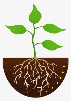 Roots Clip Art Library Download Free Download On Melbournechapter - Plant  With Roots Clipart Transparent PNG - 400x560 - Free Download on NicePNG