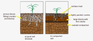 Organic Soil Solutions Soil Compaction - Core