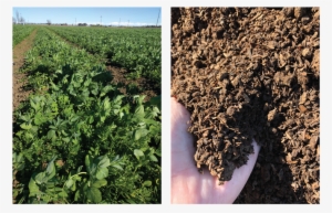 Planting Cover Crops In The Winter Or Applying Compost - Soil