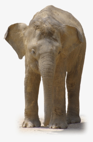 Elephant Front View - Elephant